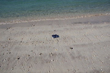 blue female flip flops on the edge of sea water on white sand beach