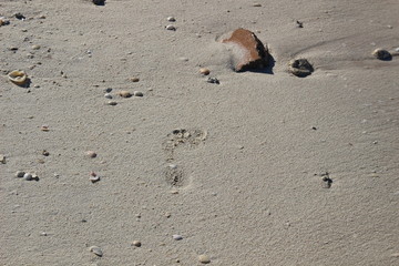 foot steps in white wet sand on sea side in sunny say