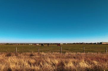 field with horse and blue sky in texas
