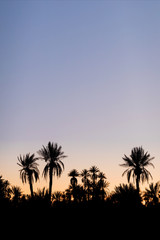 Fototapeta na wymiar Silhouette coconut palm trees on beach at sunset. Vintage tone. Landscape with palms during summer season, California state, USA Beautiful background concept