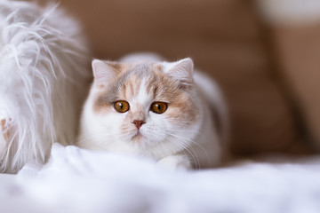 Bildschöne Tricolor Katze - edel - Britisch Kurzhaar Rassekatze