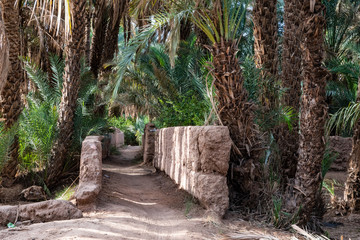 Morocca, Draa Valley, intensivly  cultivated oasis surround the center of Zagora