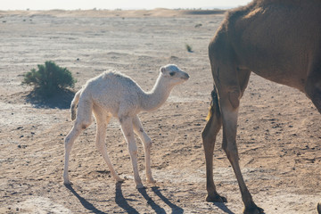 Baby camel and mother camel in Sahara desert among the small sand dunes, beautiful wildlife near oasis. Camels walking in the desert in Morocco. Brown female trampler with white cub. One-humped camels