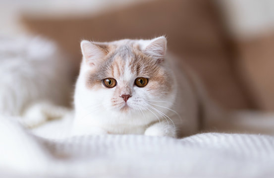 Bildsch&ouml;ne Tricolor Katze - edel - Britisch Kurzhaar Rassekatze