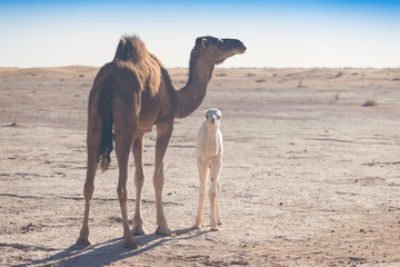Baby camel and mother camel in Sahara desert among the small sand dunes, beautiful wildlife near...