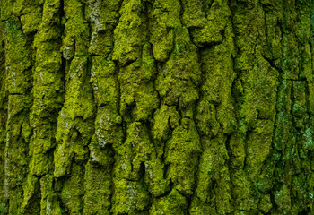 green tree texture