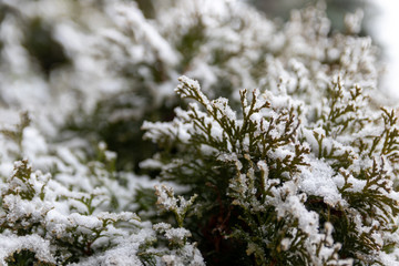 Selective focus of snow on spruce tree