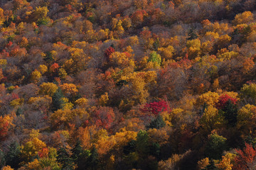 Fall colour seen from above, with telephoto lens, on Stowe Mountains in Vermont, US. A forest of trees turning red and orange.