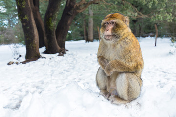 Macaque Monkeys sitting on ground in the great Atlas forests of Morocco, Africa After snow storm in mountains in Azrou forest ( cedre gouraud forest Morocco )