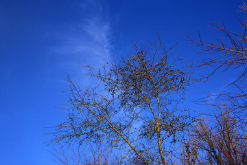 Typical winter vegetation with bare branches and twigs and wild sloes that still hang blue on the...