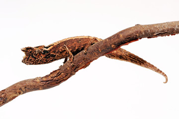 Domergue's leaf chameleon, Thiel's pygmy chameleon (Brookesia thieli) © bennytrapp