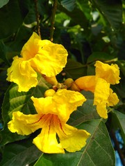 yellow flowers in garden