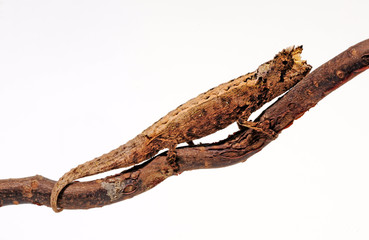 Domergue's leaf chameleon, Thiel's pygmy chameleon (Brookesia thieli) © bennytrapp