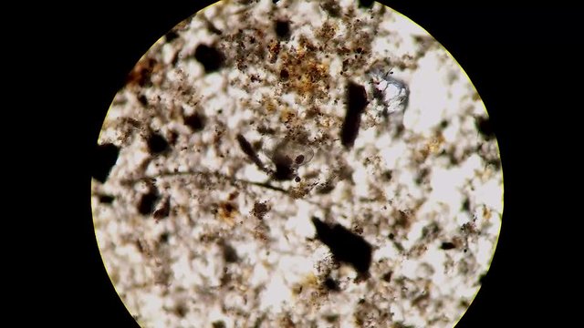 Podocopida or seed shrimp micro crustacean swimming through soil material