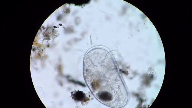 Podocopida or seed shrimp micro crustacean swimming through soil material