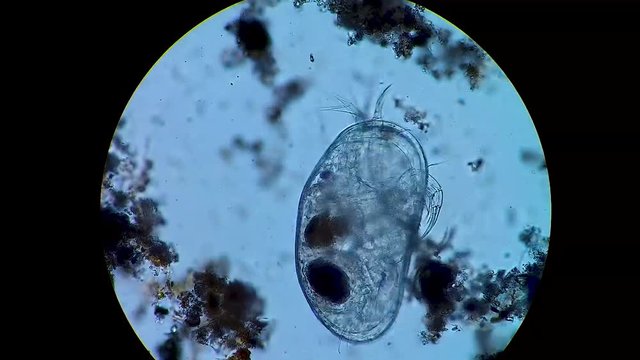 Podocopida or seed shrimp micro crustacean swimming through soil material