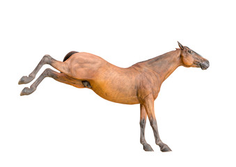 Fototapeta na wymiar horse kicking in a white background