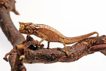 Domergue's leaf chameleon, Thiel's pygmy chameleon (Brookesia thieli) © bennytrapp