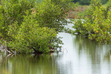 Fototapeta na wymiar Mangrove tree