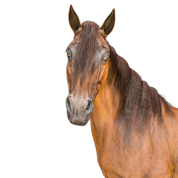 horse profile picture in a white background