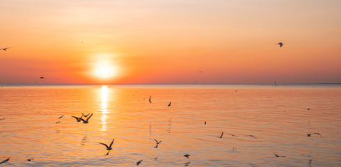 Seagulls with yellow and orange sunset. Bright summer day. Vacation time. Almost silhouettes. Panoramic view.