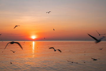 Seagulls with yellow and orange sunset. Bright summer day. Vacation time. Silhouettes.