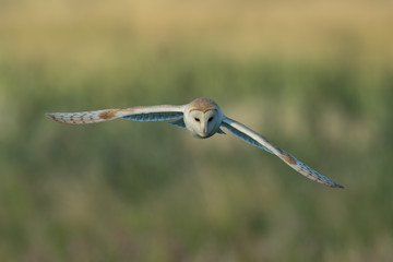 Barn Owl Flying