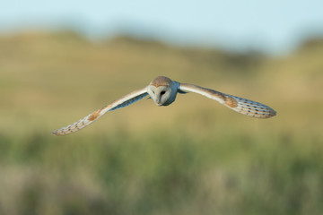 Barn Owl Flying