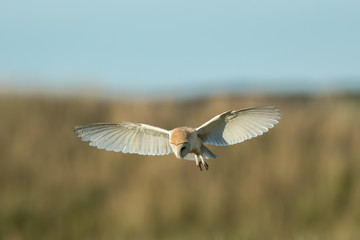 Barn Owl Flying