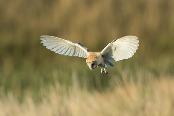 Barn Owl Flying