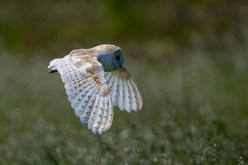 Barn Owl Flying