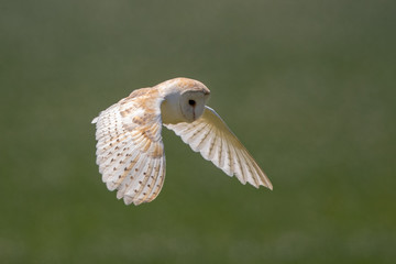 Barn Owl Flying