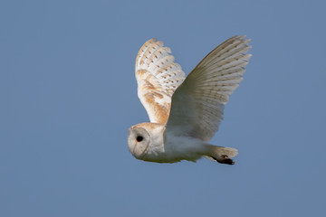 Barn Owl Flying