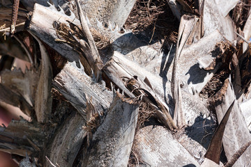 Dry Palm branch
