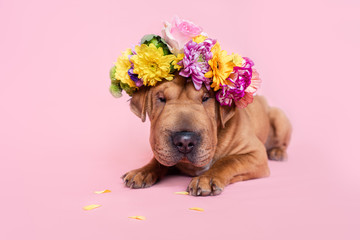 Cute shar pei puppy portrait with flowers