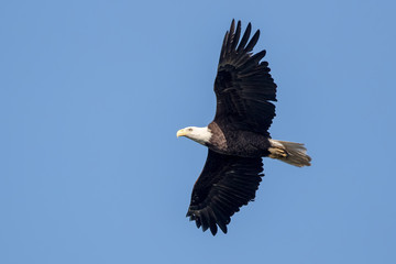 Bald Eagle Flying