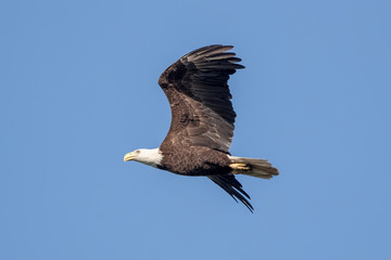 Bald Eagle Flying