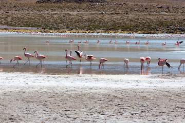Fototapeta premium A photo of beautiful flamingoes in andes