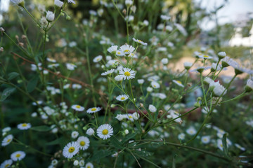 White marguerite flowers in the garden