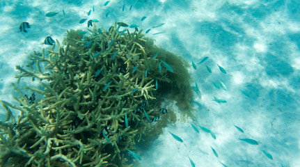 Fototapeta na wymiar View of coral reef