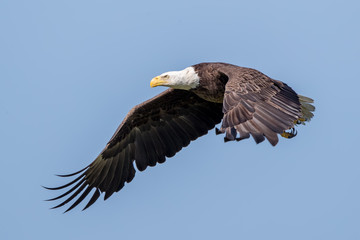 Fototapeta na wymiar Bald Eagle Flying