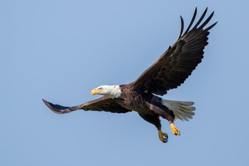 Bald Eagle Flying