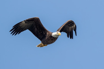 Bald Eagle Flying