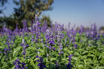 Fototapeta premium Blue salvia flowers in the garden