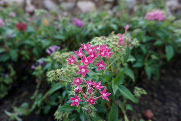 Pink egyptian starcluster (Pentas Lanceolata) in the garden