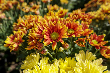 Close-up orange chrysanthemum flowers in bloom
