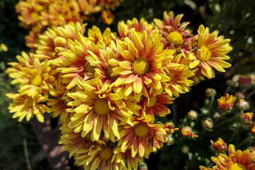 Close-up orange chrysanthemum flowers in bloom