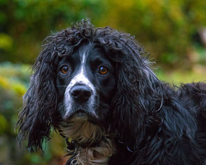 A portrait of a scruffy Spaniel