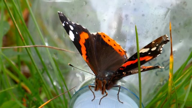 The flappy wings of the black butterfly