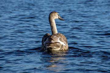 Cygnet swimming on Lough Derg